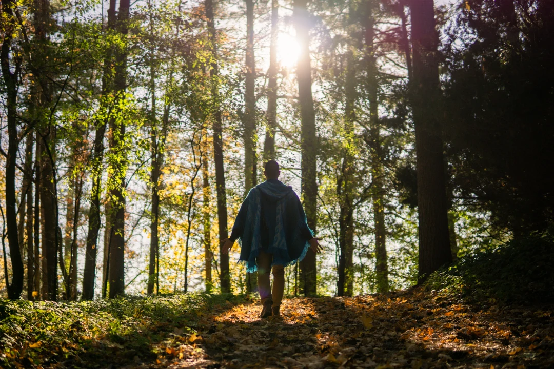 SANTOS walking among trees with sunlight filtering through the canopy